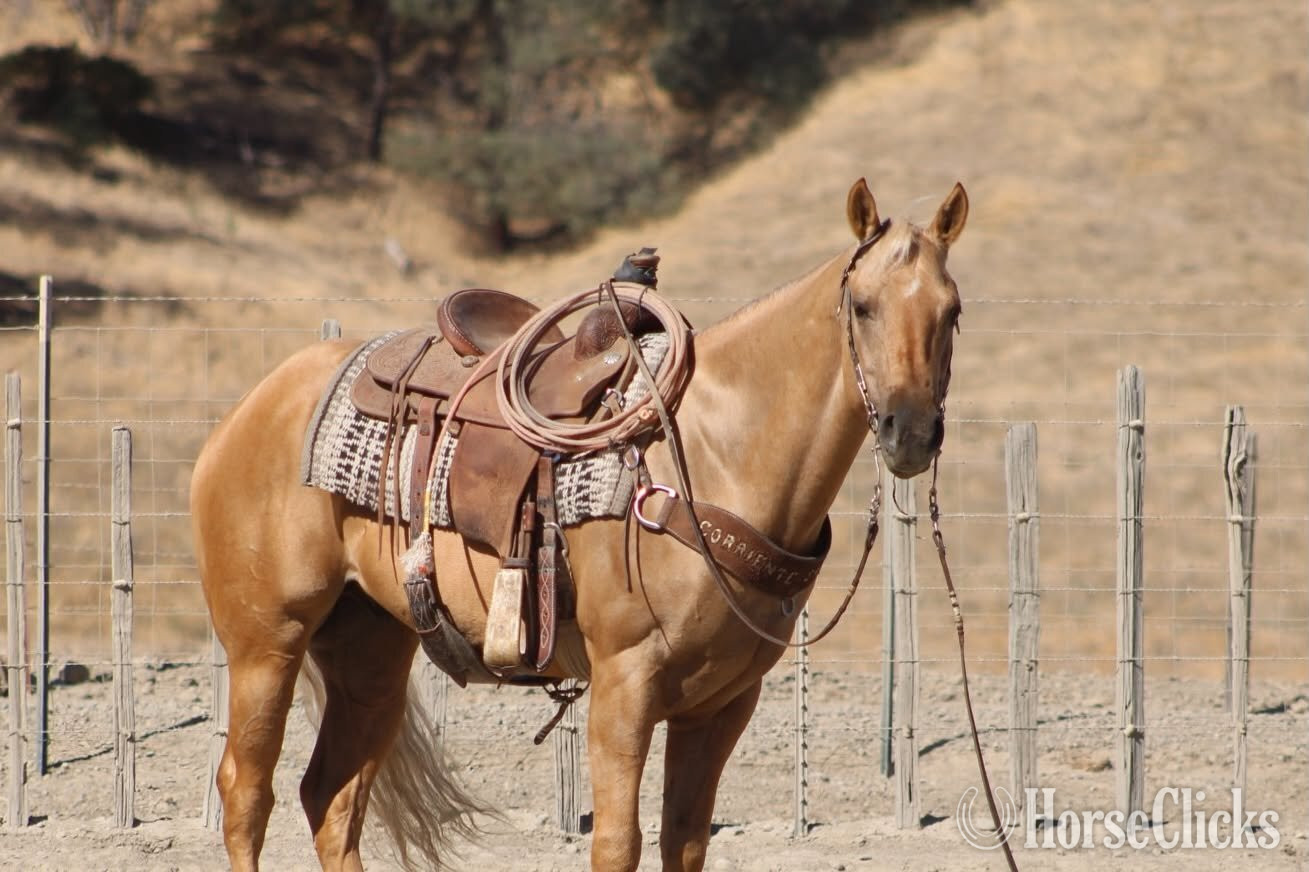"BENEDICT" Palomino Gelding Quarter Horse California