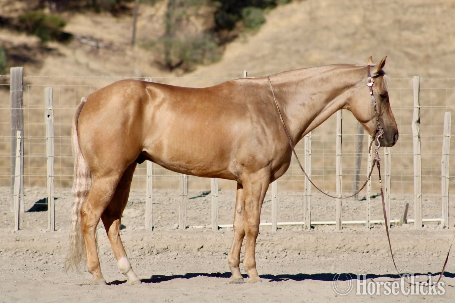 Quarter Horse - "BENEDICT" Palomino Gelding Quarter Horse