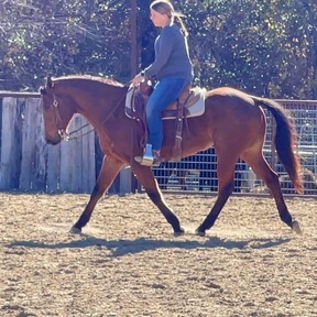 "Judge" Bay Roan Gelding Quarter Horse