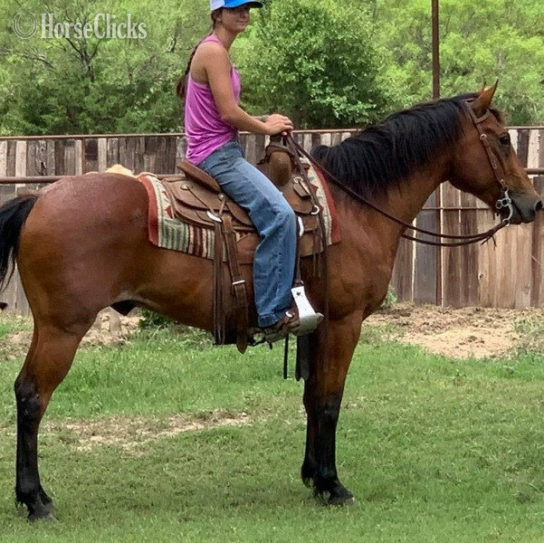 "Judge" Bay Roan Gelding Quarter Horse