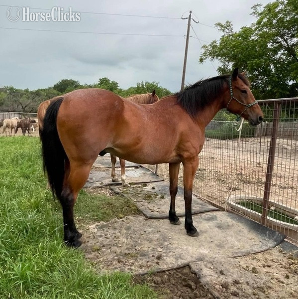 Texas "Judge" Bay Roan Gelding Quarter Horse
