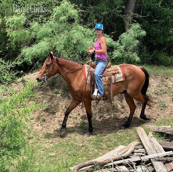 "Judge" Bay Roan Gelding Quarter Horse - Quarter Horse in Texas