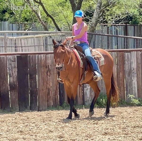 "Judge" Bay Roan Gelding Quarter Horse - Quarter Horse