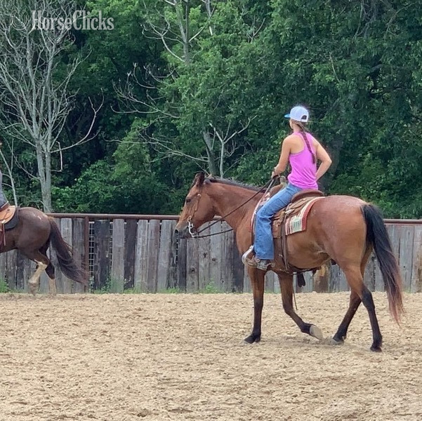 "Judge" Bay Roan Gelding Quarter Horse Texas