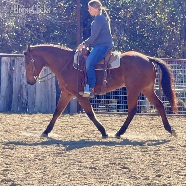 "Judge" Bay Roan Gelding Quarter Horse in Texas