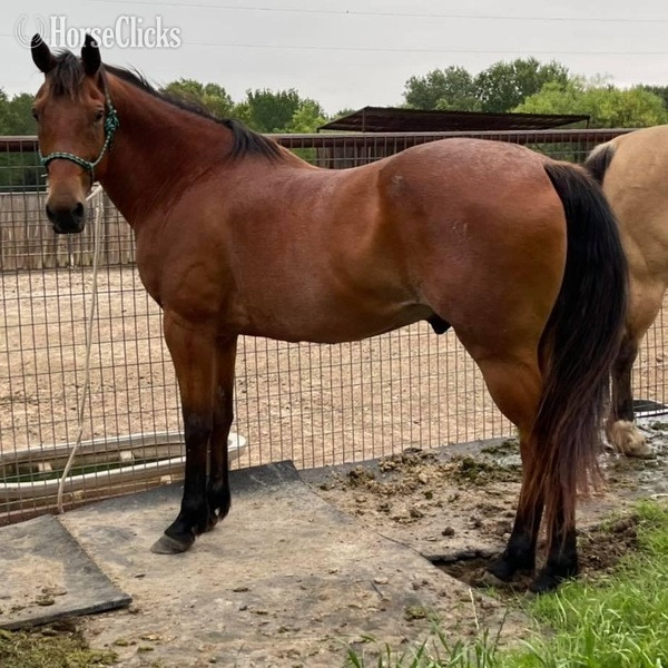 Quarter Horse - "Judge" Bay Roan Gelding Quarter Horse in Texas