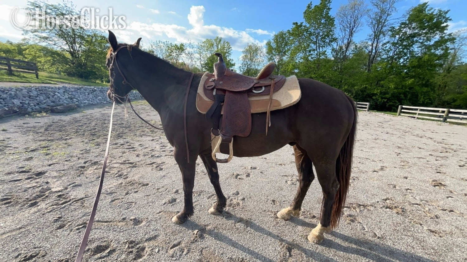 "Caspian" Brown Gelding Appendix in Kentucky