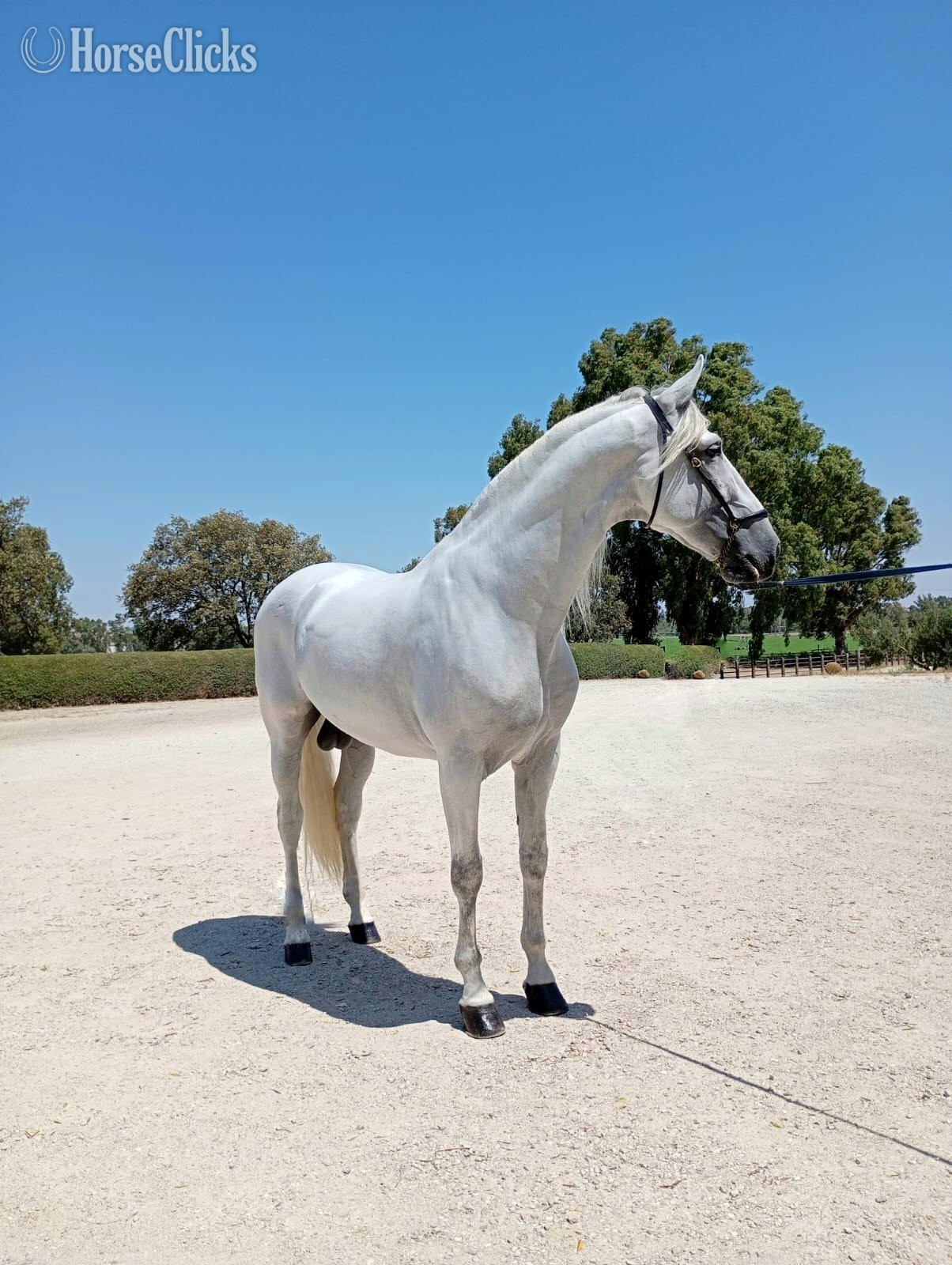 "REGENTE AD III" White Stallion Andalusian in California