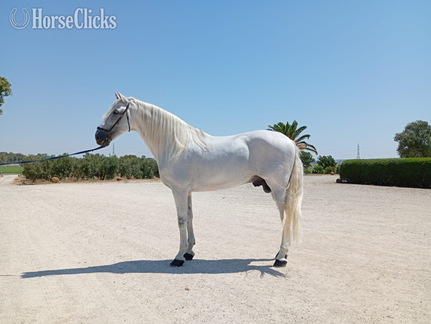 "REGENTE AD III" White Stallion Andalusian