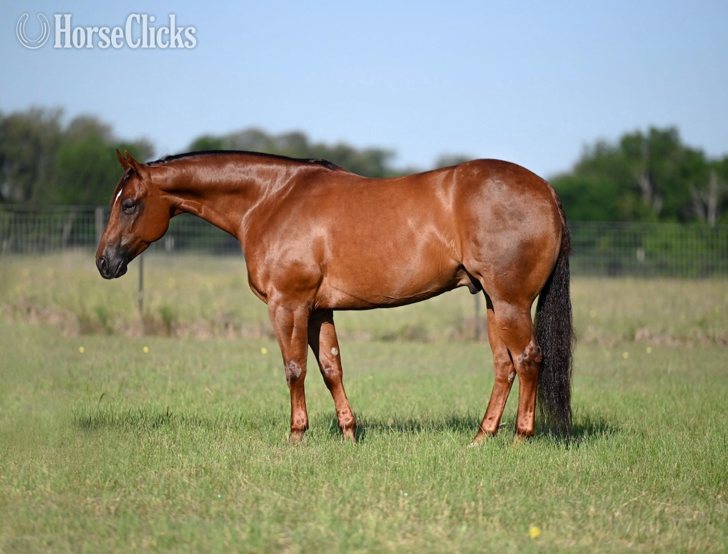 "Jet Pack" Sorrel Gelding Quarter Horse