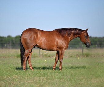 "Jet Pack" Sorrel Gelding Quarter Horse