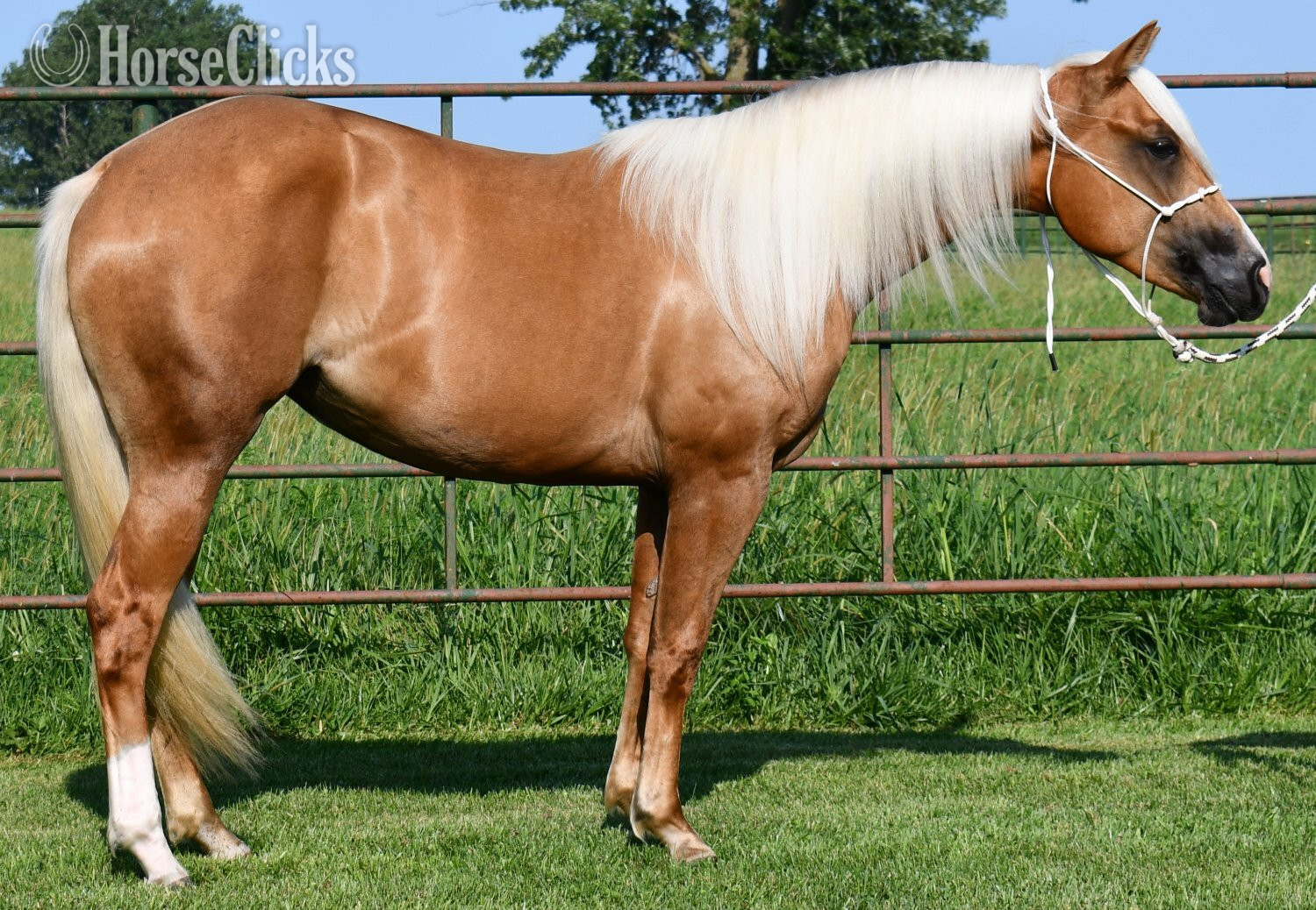 "Miss T" Palomino Filly Quarter Horse in Missouri