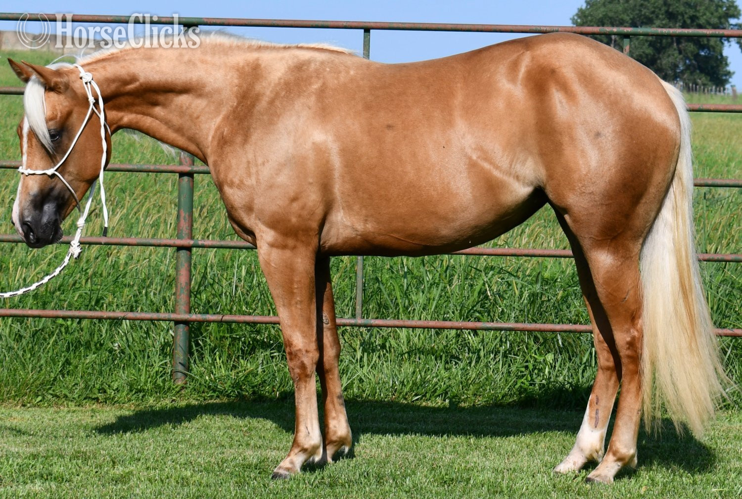 "Miss T" Palomino Filly Quarter Horse