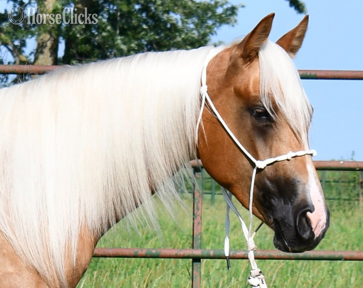 Missouri "Miss T" Palomino Filly Quarter Horse