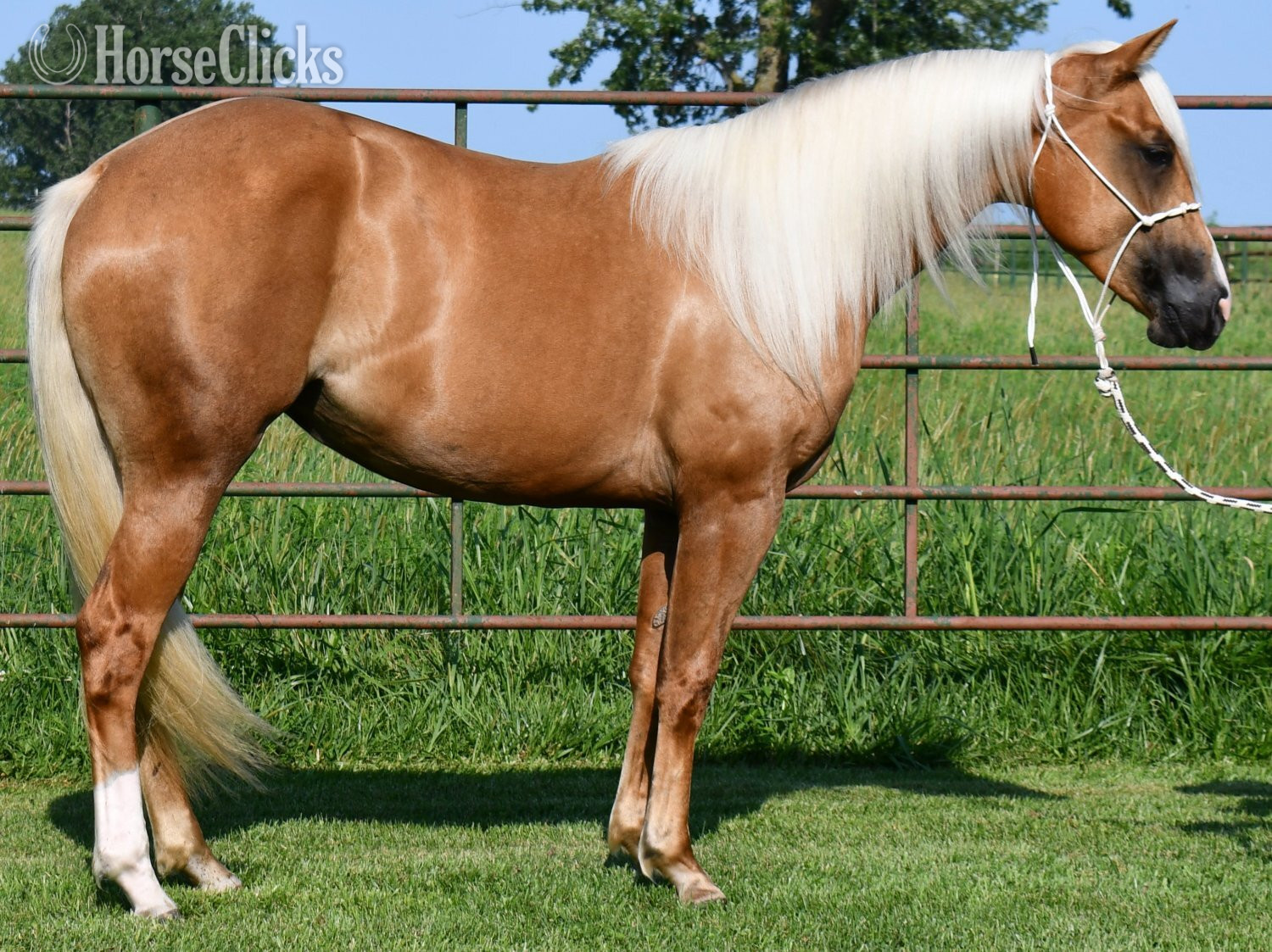 "Miss T" Palomino Filly Quarter Horse - Quarter Horse in Missouri