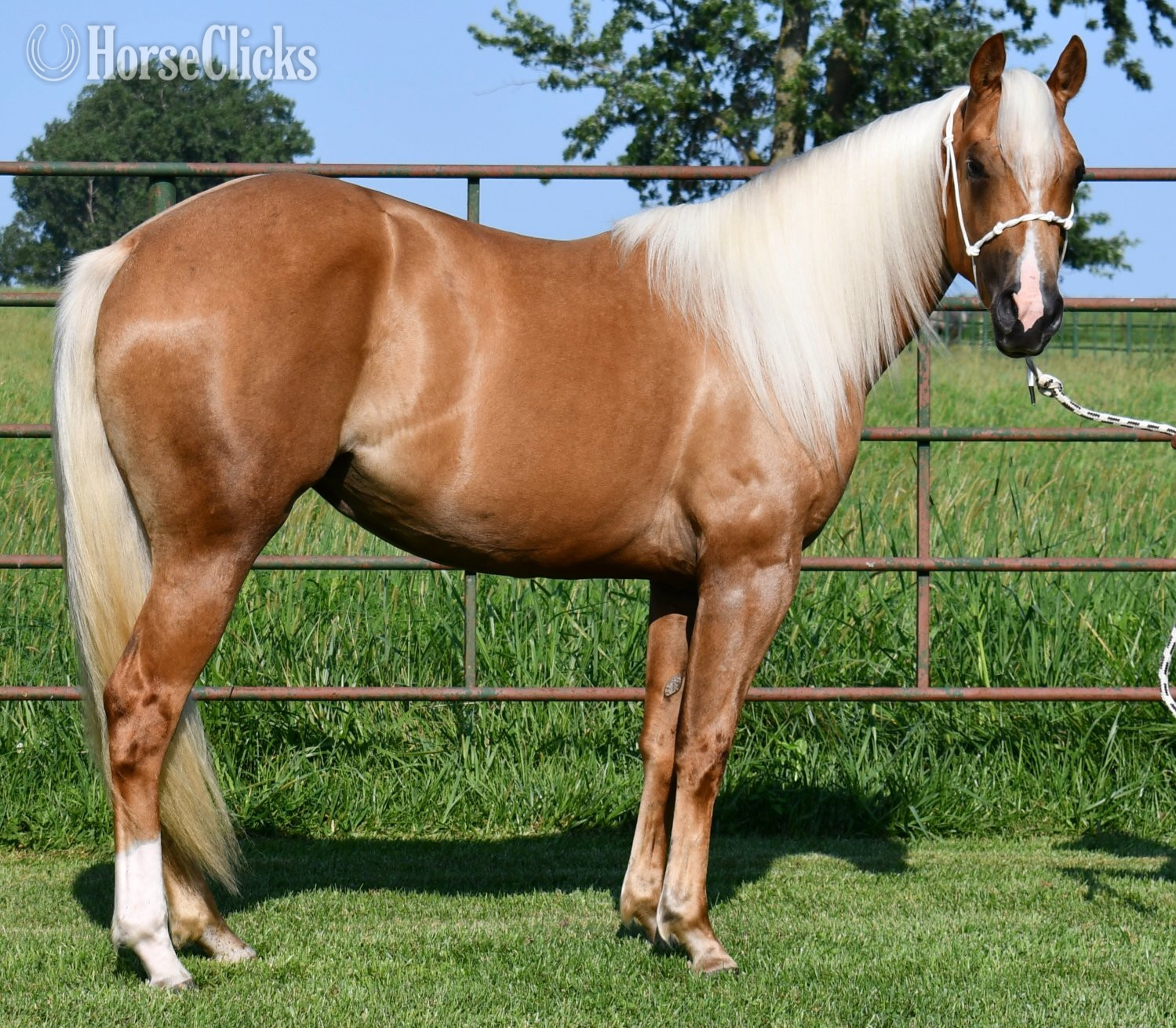 "Miss T" Palomino Filly Quarter Horse - Quarter Horse