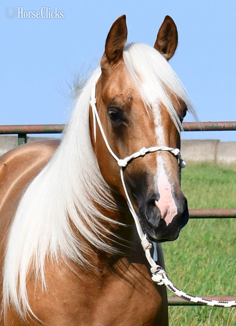 "Miss T" Palomino Filly Quarter Horse Missouri