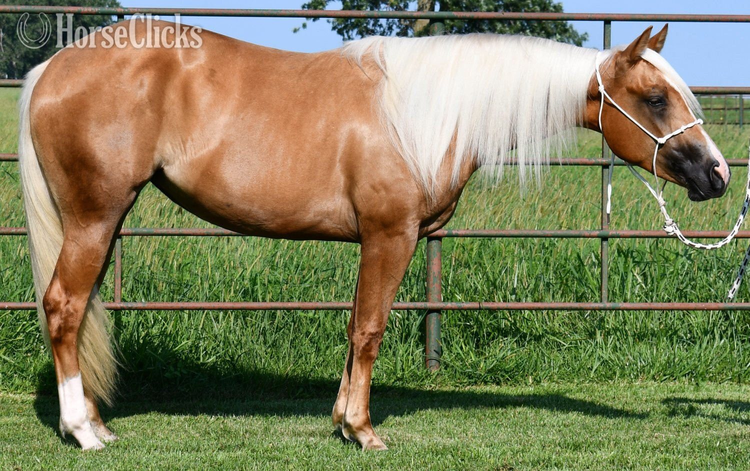 Quarter Horse - "Miss T" Palomino Filly Quarter Horse in Missouri