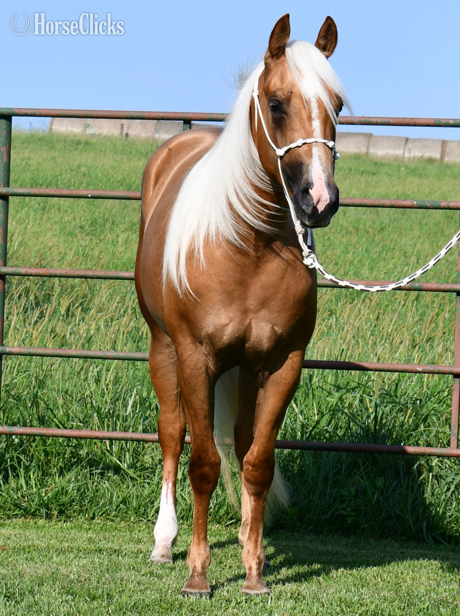 Quarter Horse - "Miss T" Palomino Filly Quarter Horse
