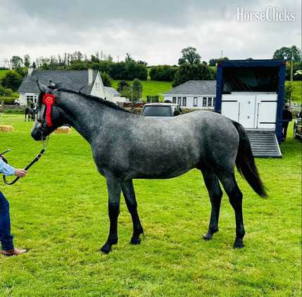 "Rosedale Sirocco " Grey Colt Connemara in New York