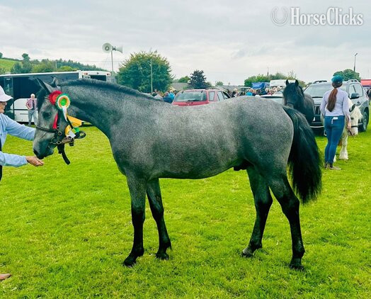 "Rosedale Sirocco " Grey Colt Connemara