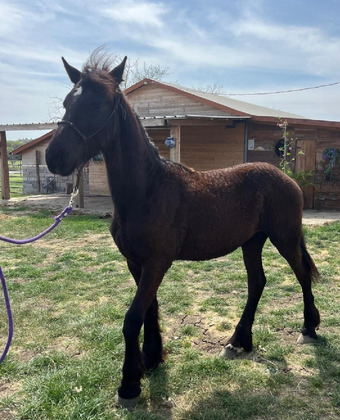 "Arie of PorteFino" Black Colt Friesian