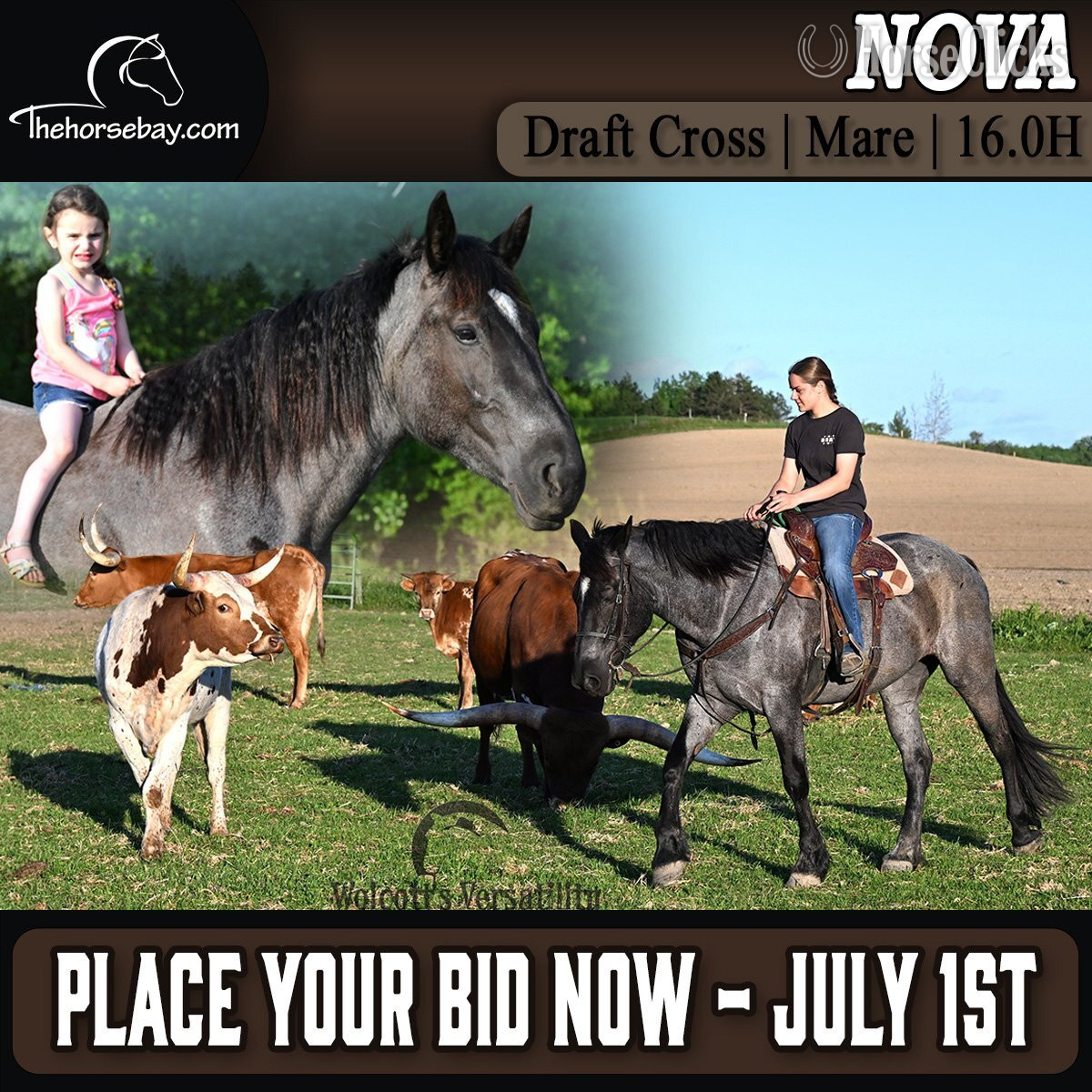 "Nova" Blue Roan Mare Draft in New York