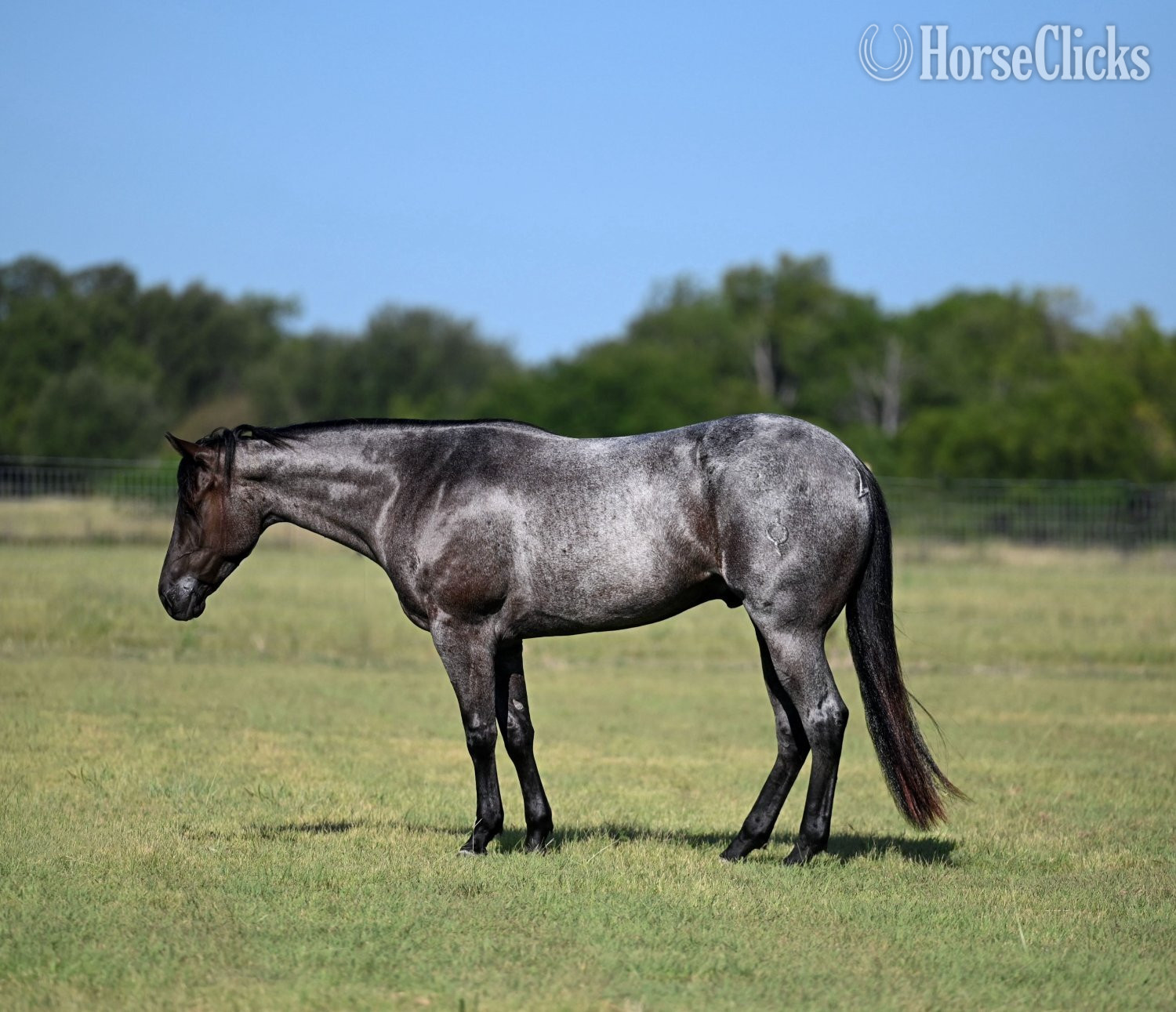 "Felon" Blue Roan Gelding Quarter Horse