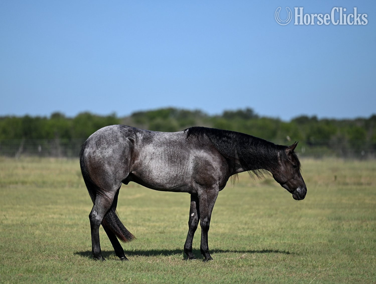 Texas "Felon" Blue Roan Gelding Quarter Horse