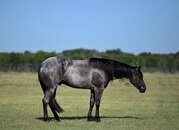 "Felon" Blue Roan Gelding Quarter Horse