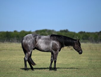 "Felon" Blue Roan Gelding Quarter Horse