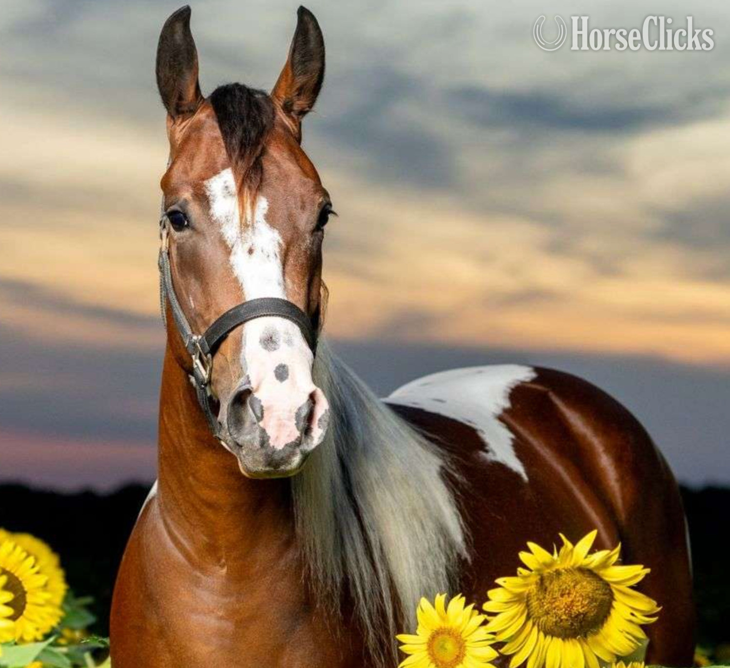 Tabiano 15.3hh Filly for Lease