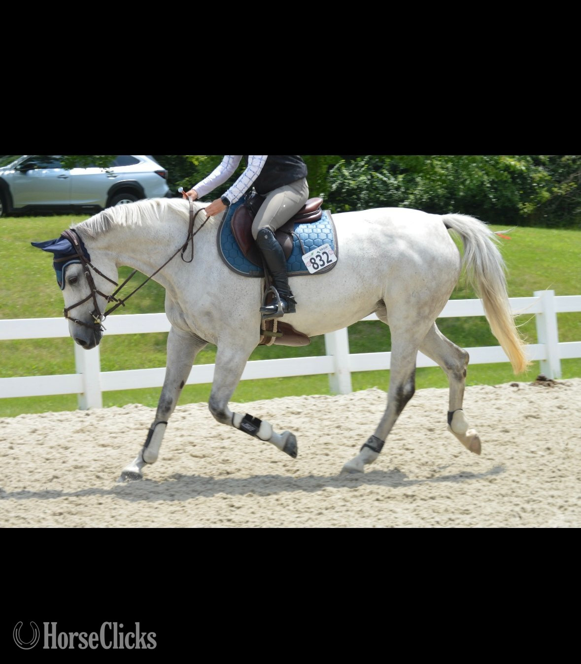 "E-Castella NF" Grey Mare Holsteiner in Minnesota