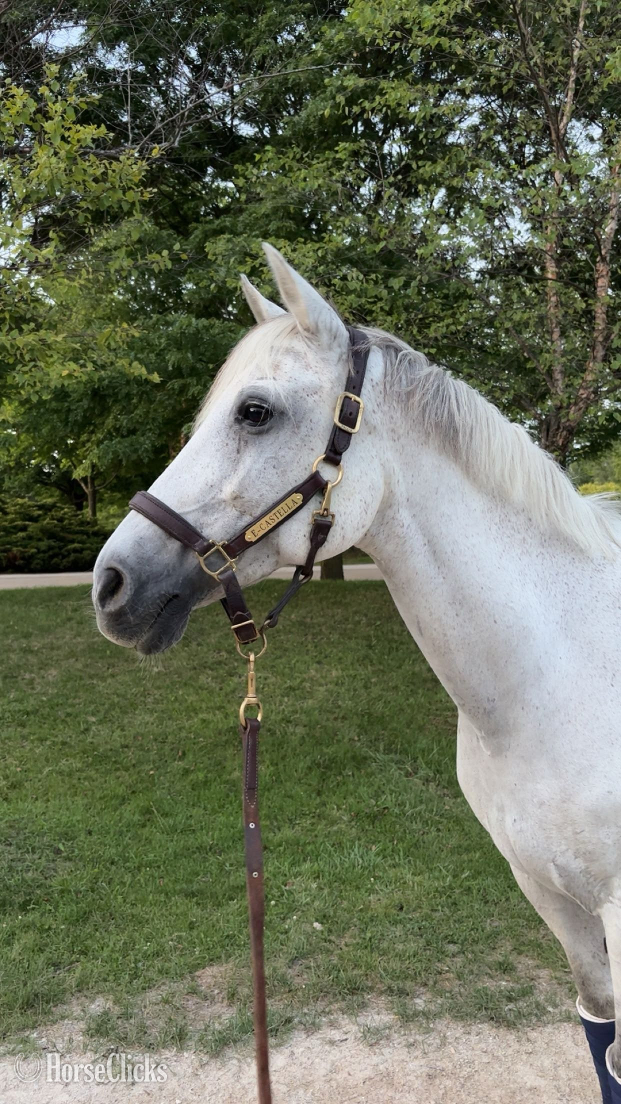 "E-Castella NF" Grey Mare Holsteiner