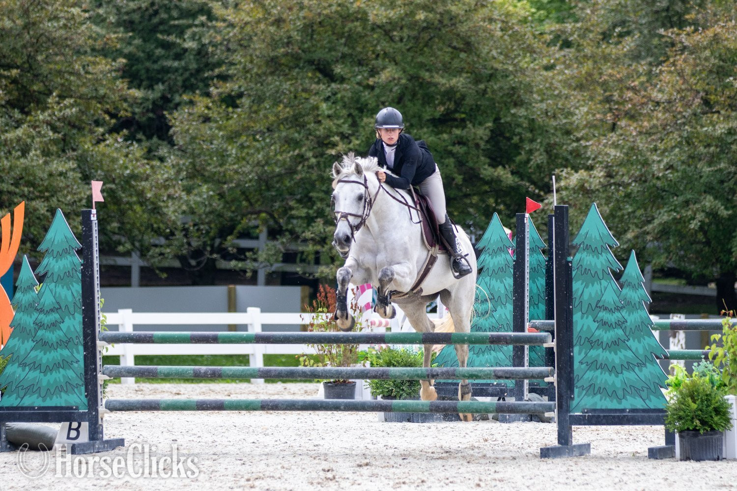 Minnesota "E-Castella NF" Grey Mare Holsteiner