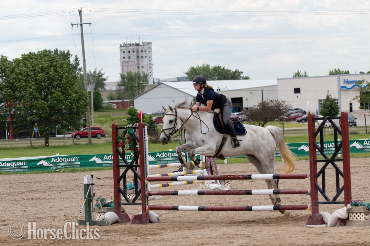 "E-Castella NF" Grey Mare Holsteiner - Holsteiner in Minnesota