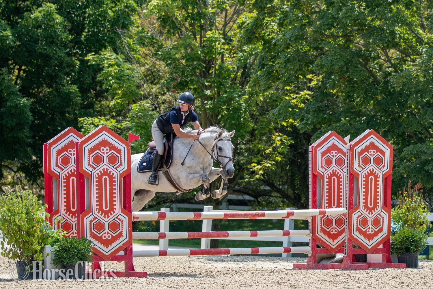 "E-Castella NF" Grey Mare Holsteiner - Holsteiner