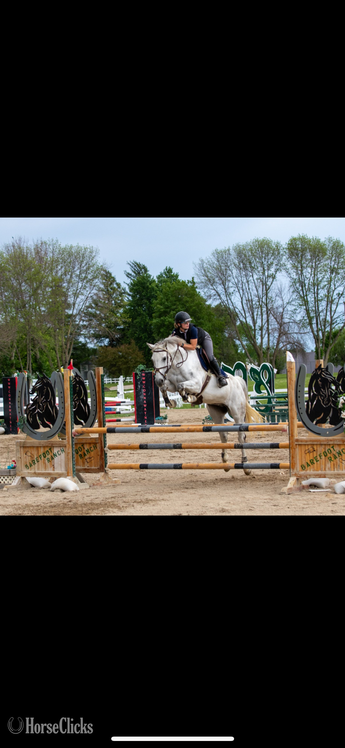 "E-Castella NF" Grey Mare Holsteiner Minnesota