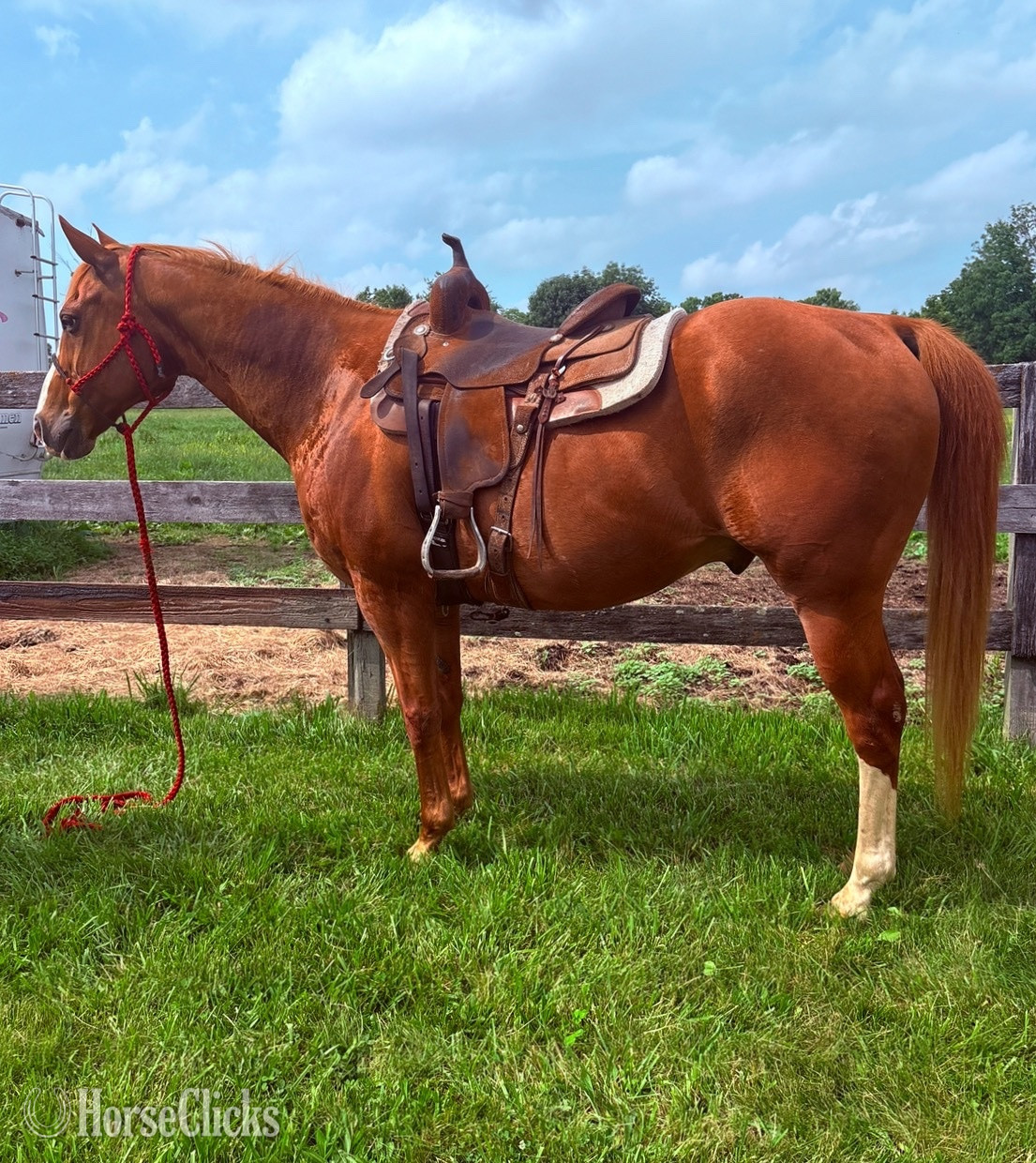 "Buster"  Gelding Quarter Horse in Ohio