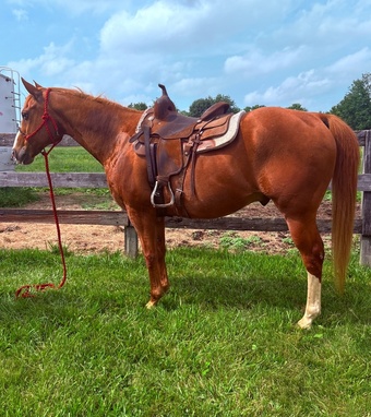 "Buster"  Gelding Quarter Horse