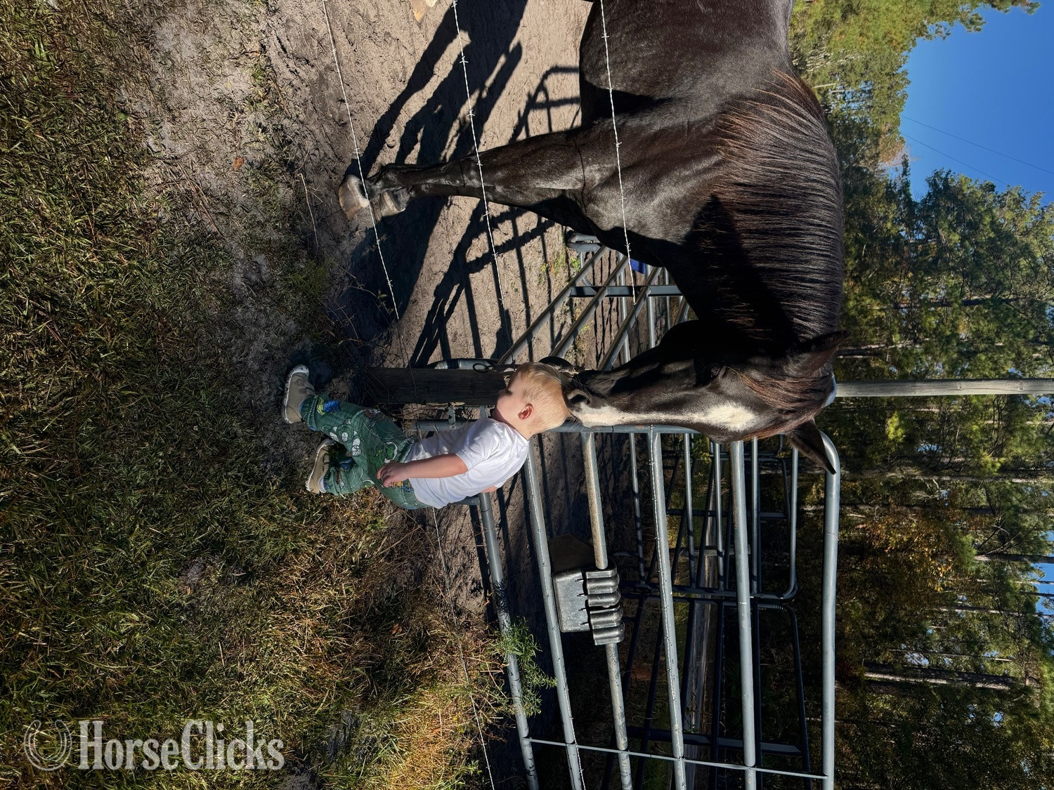 "Tilly" Blue Roan Mare Quarter Horse