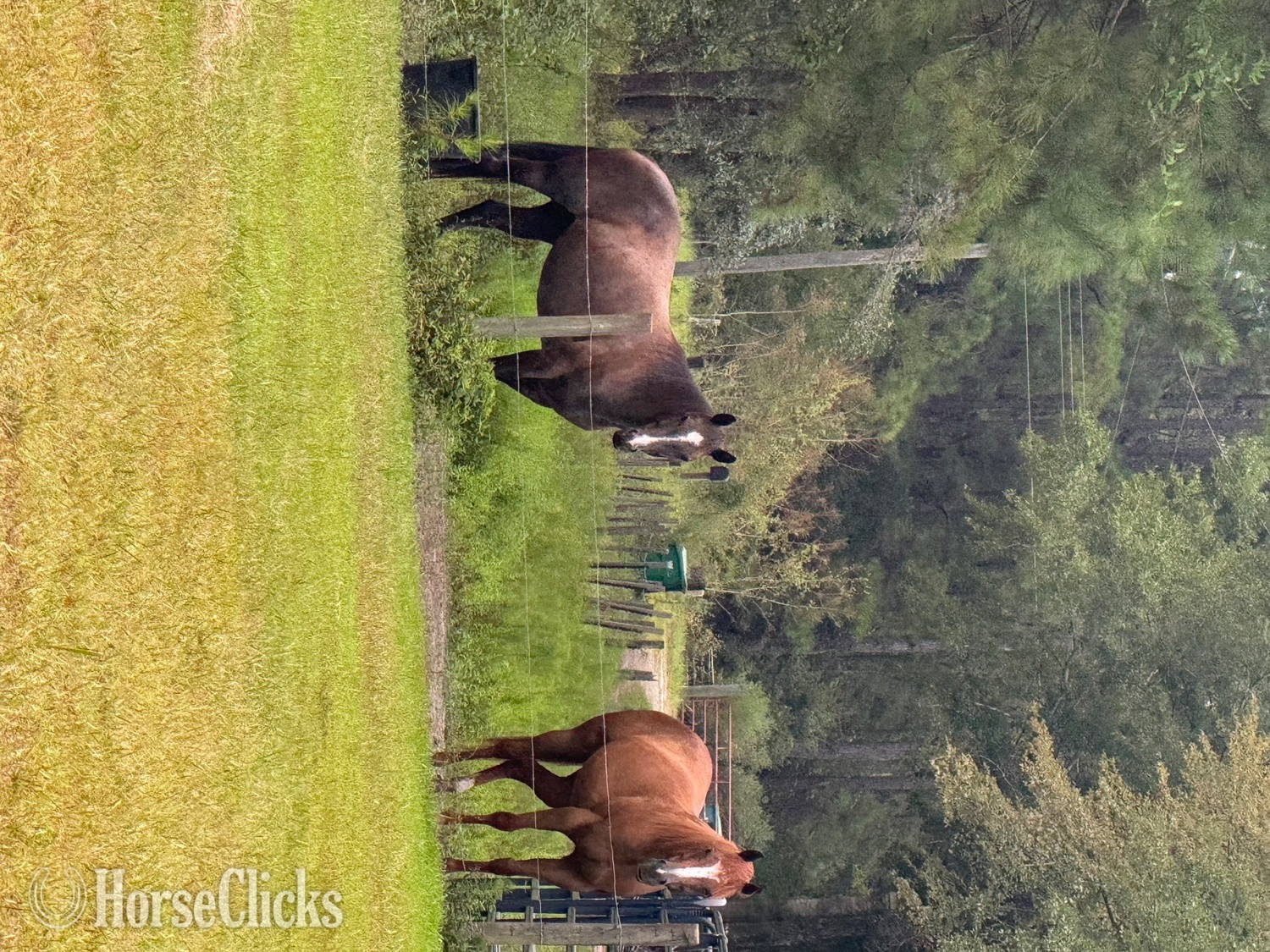 Georgia "Tilly" Blue Roan Mare Quarter Horse