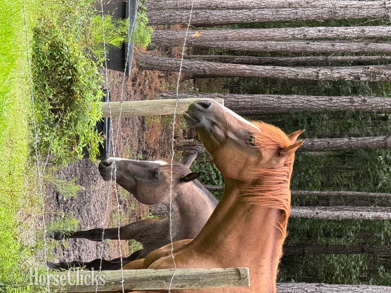 "Tilly" Blue Roan Mare Quarter Horse - Quarter Horse in Georgia
