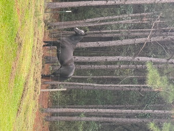 "Tilly" Blue Roan Mare Quarter Horse
