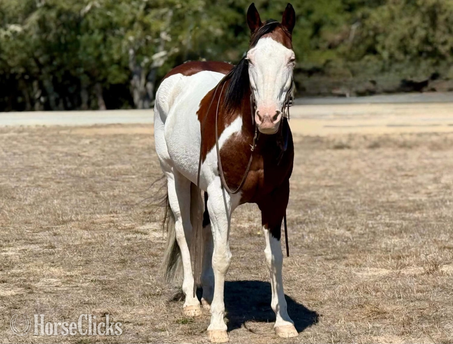 "A MAGIC MAN" Overo Gelding Paint - Paint in California