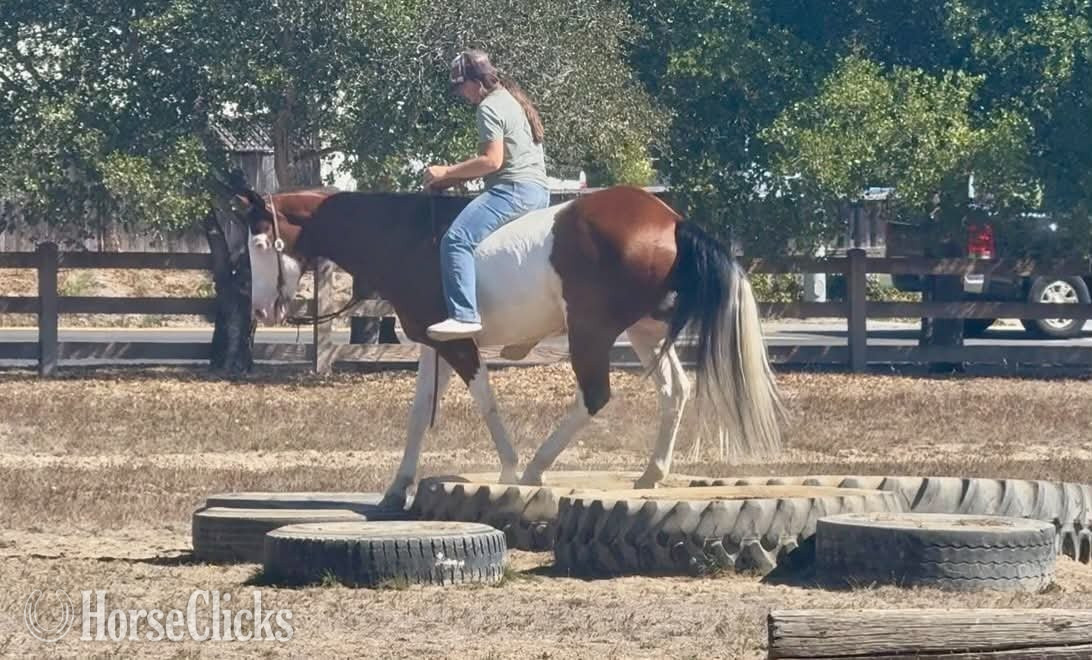 "A MAGIC MAN" Overo Gelding Paint - Paint