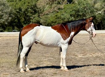 "A MAGIC MAN" Overo Gelding Paint