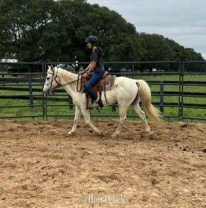 "Bagwell"  Gelding Quarter Horse in Texas