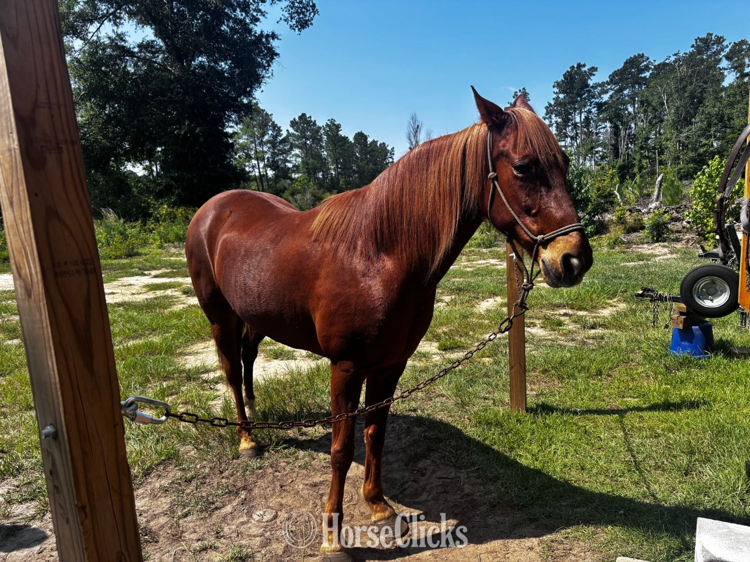 "Sorrel" Sorrel Mare Paso Fino in South Carolina