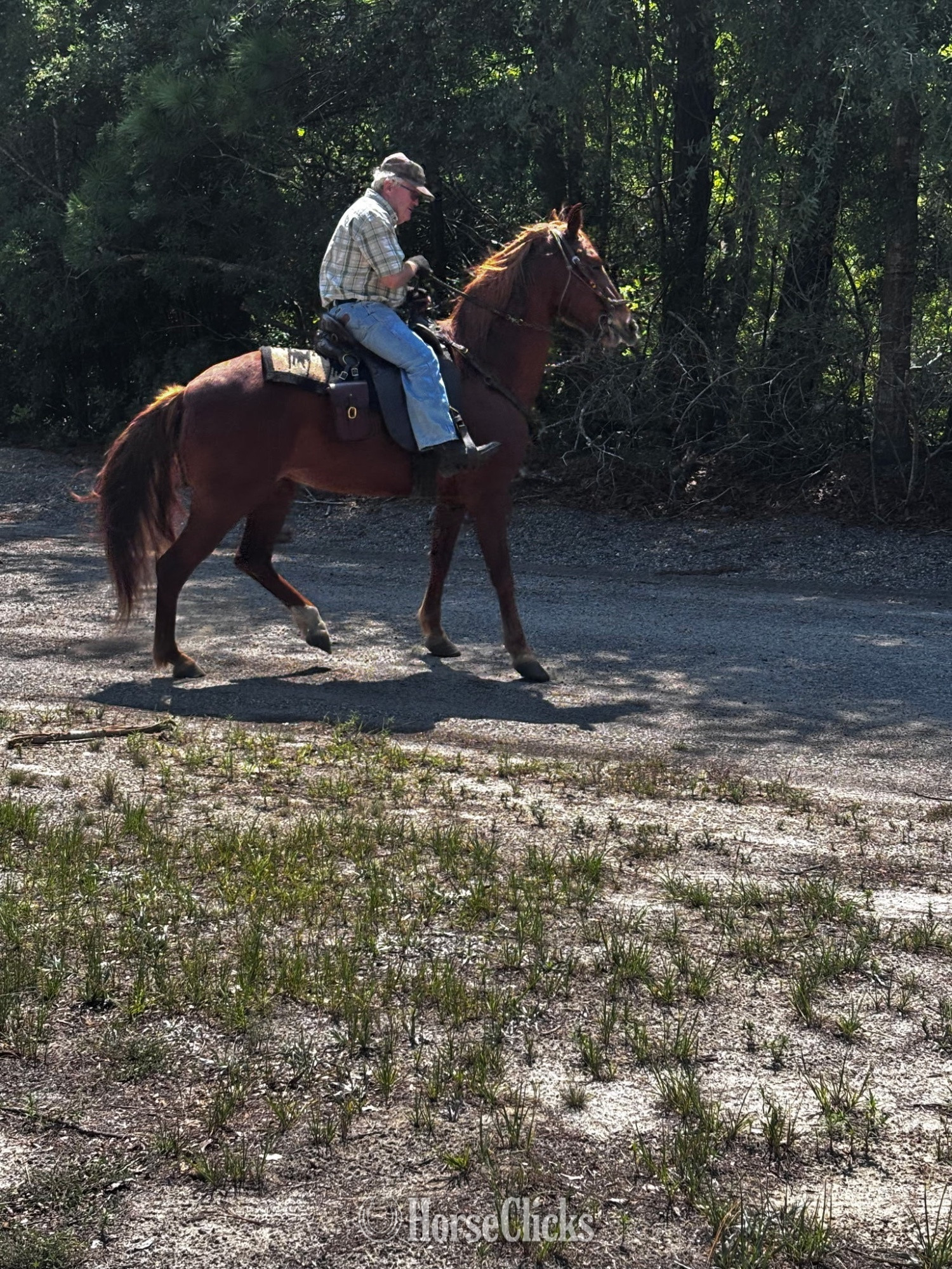 "Sorrel" Sorrel Mare Paso Fino